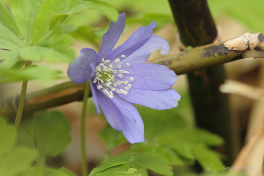 キクザキイチゲ青花